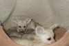 Fennec Fox available for sale now