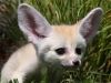 males and females fennec foxes available