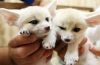 Home raised Fennec Foxes Kits for sale