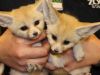 0 Weeks Old Male And Female Fennec Foxes