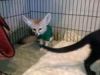 Adorable Fennec Fox for Adoption