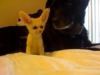 Lovely And Cute Fennec Fox Ready To Go Now -