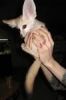 Fennec Fox And Kinkajou And More For Adoption. -