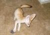 Present.Male And Female fennec fox