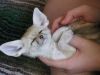 Lovely And Freindly Fennec Fox For Adoption