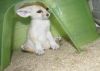 potty and toilet trained fennec foxes kits
