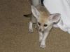 Home raised fennec fox babies available now