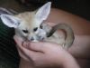 Fennec Foxes Arctic Foxes And Other Exotic Pets