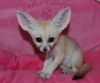 Very Sweet Fennec Fox Available