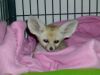 Male And Females Fennec Fox For Sale