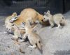 Fennec Foxes for sale to good homes