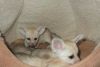 fennec foxes / ferrets available