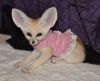 Fennec Foxes with recent shots records