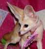 Fennec Foxes for Adoption