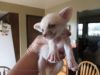 !!!fennec fox for sale!!!
