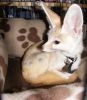 Fun And Amazement Fennec Foxes available
