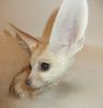 Cheetah Cubs And Fennec Foxes Are Home Raised For Sale