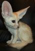 Babies Male And Female Adorable Fennec Foxes