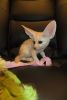 Adorable Fennec Fox For Adoption
