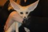 Exceptional fennec foxes for sale