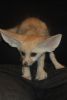 These fennec fox represents the highest