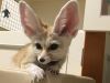 cute and adorable fennec fox kits for re-homing