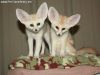Lovely male and female fennec fox ready