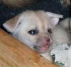 male and female fennec fox looking for a home