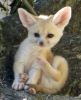 funnec fox kids ready for a good home