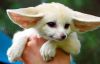 Fennec Fox for Sale