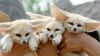 Fennec Fox Available Now