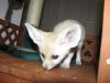 Charming male and female Fennec fox for adoption