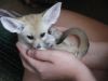 CUTE MALE AND FEMALE FENNEC FOXES READY FOR NEW HOMES