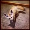 Cute Fennec Fox for sale