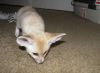 Trained fennec foxes