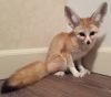 Seeking a playdate with a friendly, playful funnec fox kits