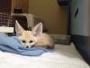 New Liters Of Fennec Fox Kits Available