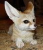 12 weeks old fennec foxes for sale