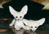 Male and Female Fennec Fox For Adoption