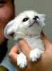 lovely fennec fox for adoption