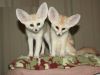 Lovely fennec foxes available