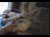 male and female fennec foxes