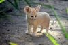 Our lovely fennec foxes