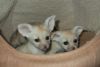 1 male and 2 female fennec fox for sale