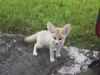 Female fennec fox for sale