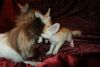 Beautiful MaleFemale Fennec Fox Available - For sale