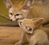 Fennec Fox babies for sale