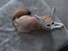Fennec fox babies for sale