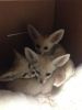 Cute and adorable Fennec fox available
