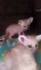 3 male 2 female fennec fox babies ready